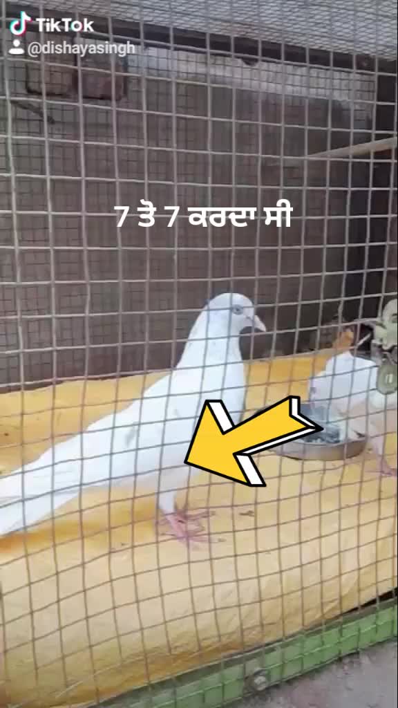 @Dishaya Singh