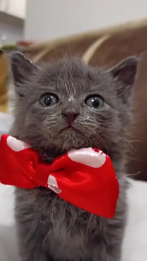 @Gato Orión