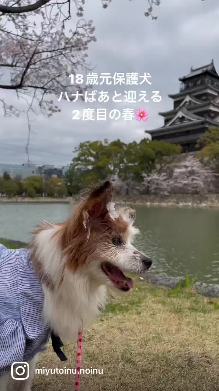 @みゆといぬ。