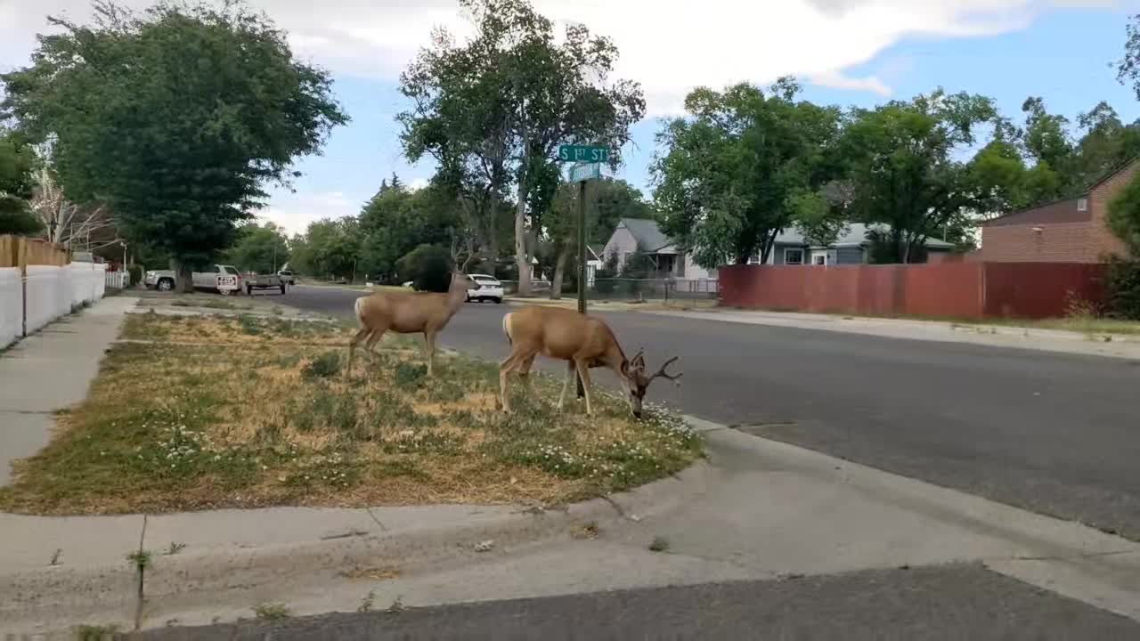 @Steven Antelope