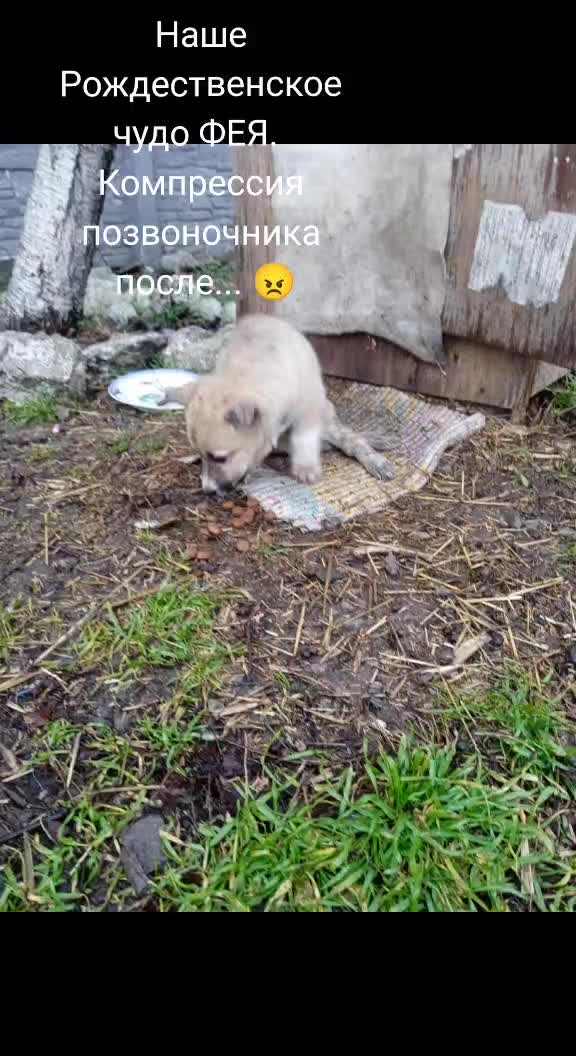 @irina.volik.donetsk.4LAPKI
