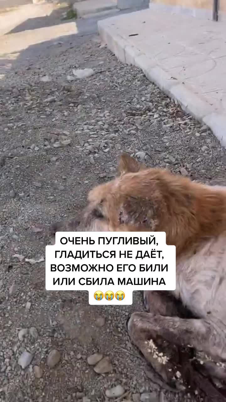 @Елена Белова