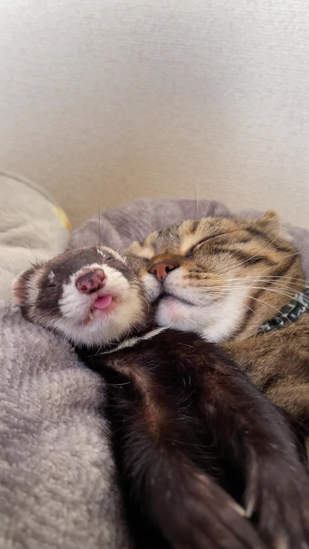 @あにまるファミリー/6猫2フェレット