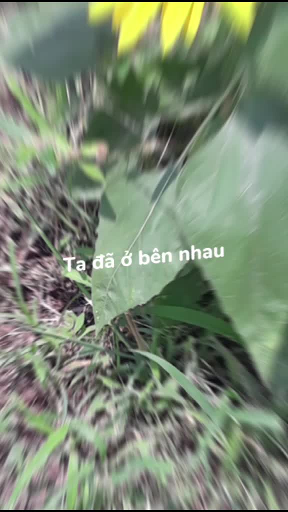 @hokhai3