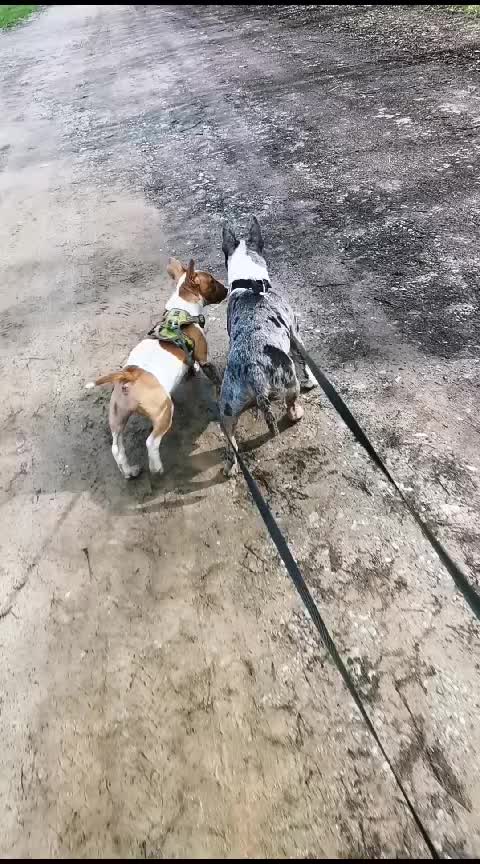 @Mini Bull Terriers from Hell