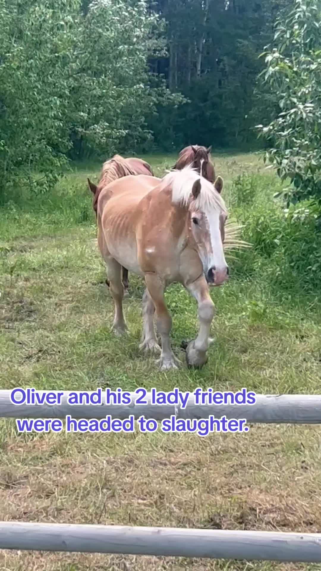 @Horse Heroes Alberta