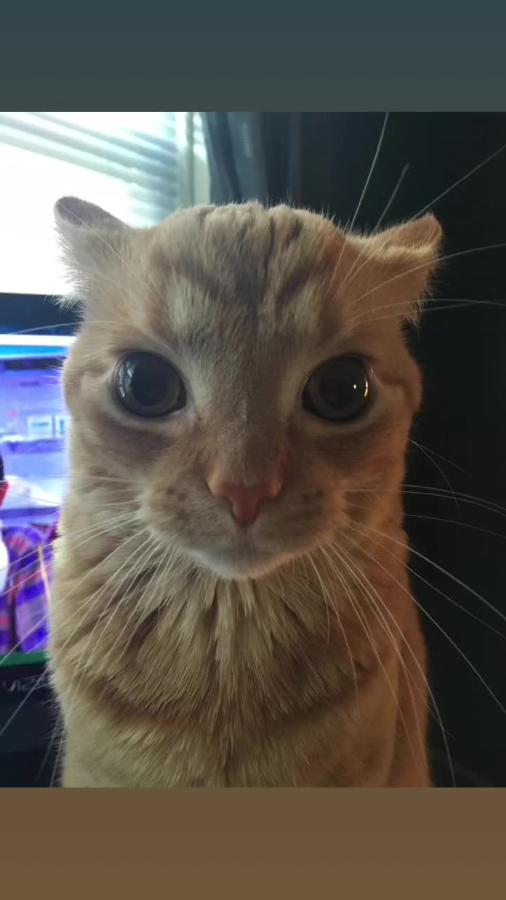 @ᓚᘏᗢ