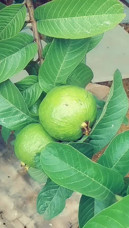 @लोंढे अतुल