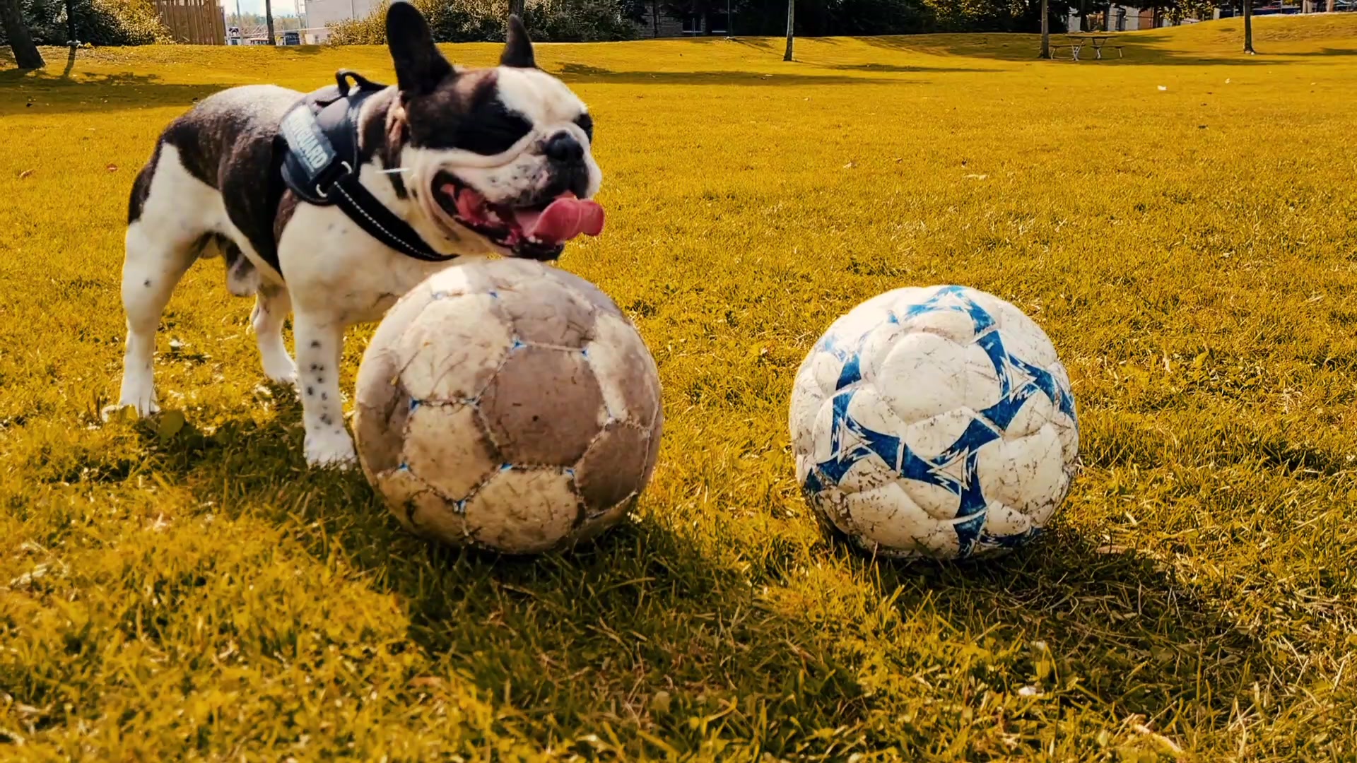 @odi_frenchie_