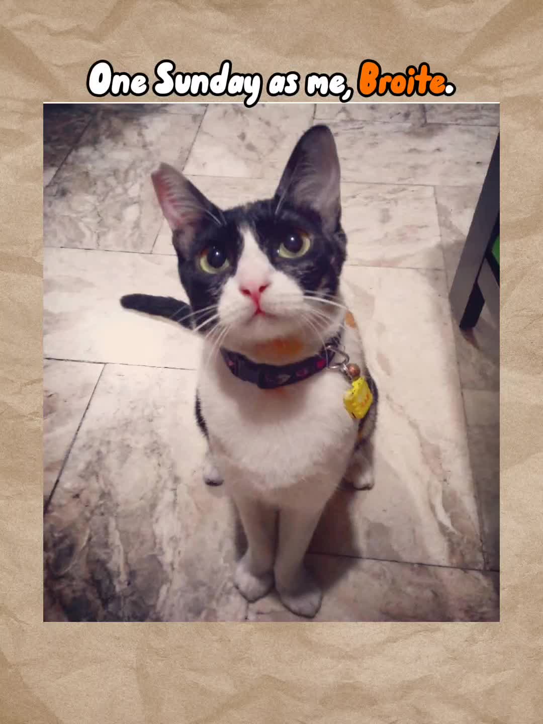 @Maracats Pet Supplies