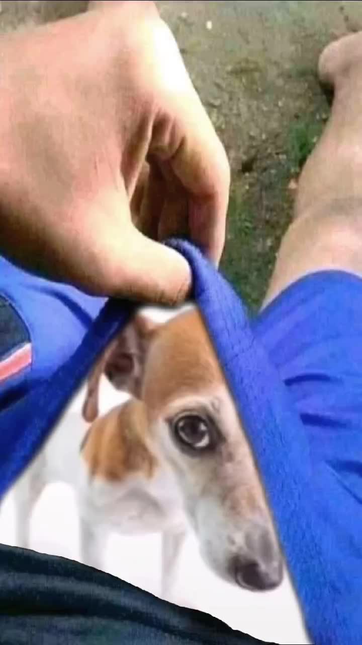@питорка