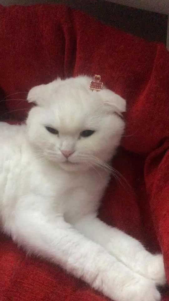 @poncik 🐱