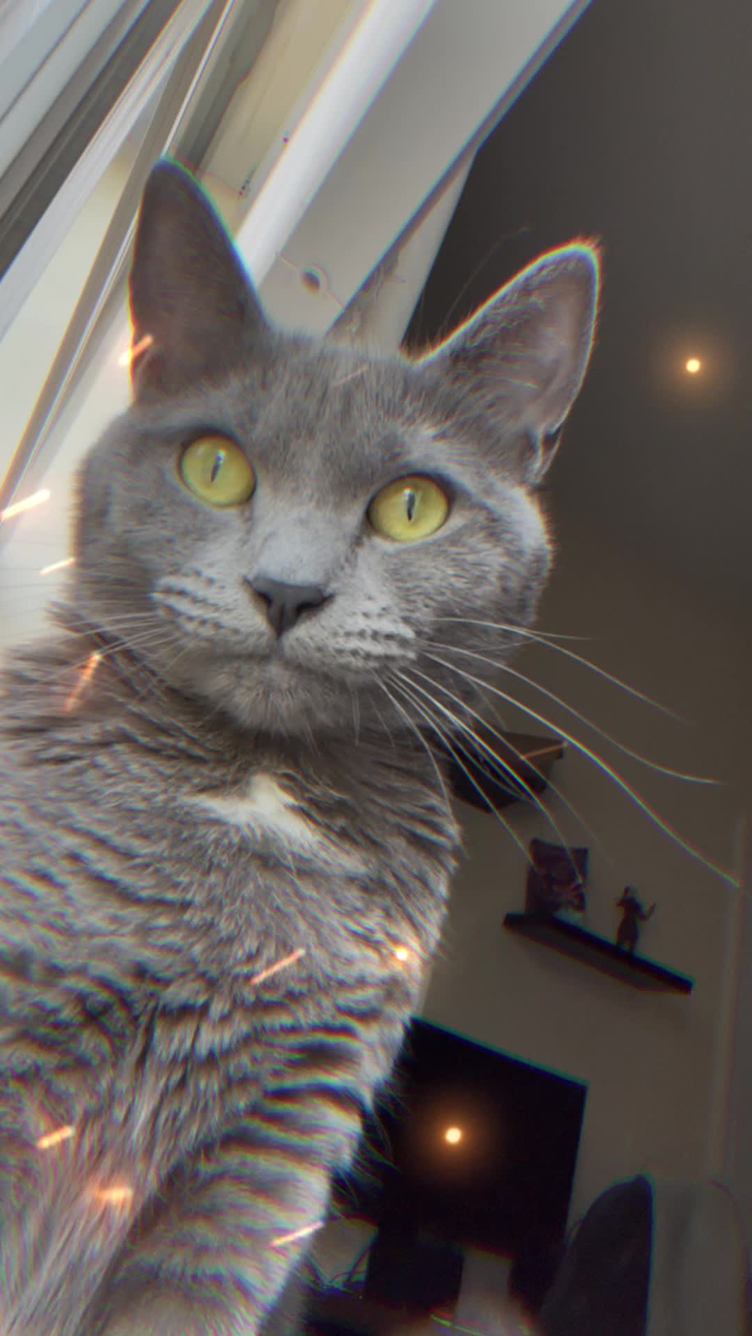 @KittyTheCat