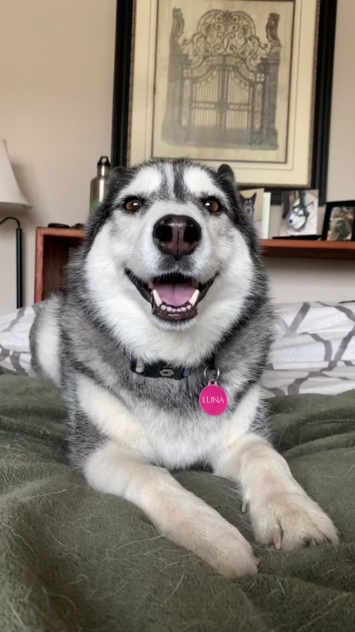 @coloradohuskies