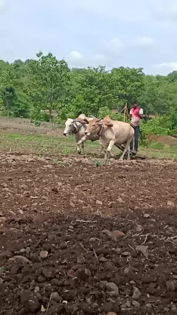 @RajNaik