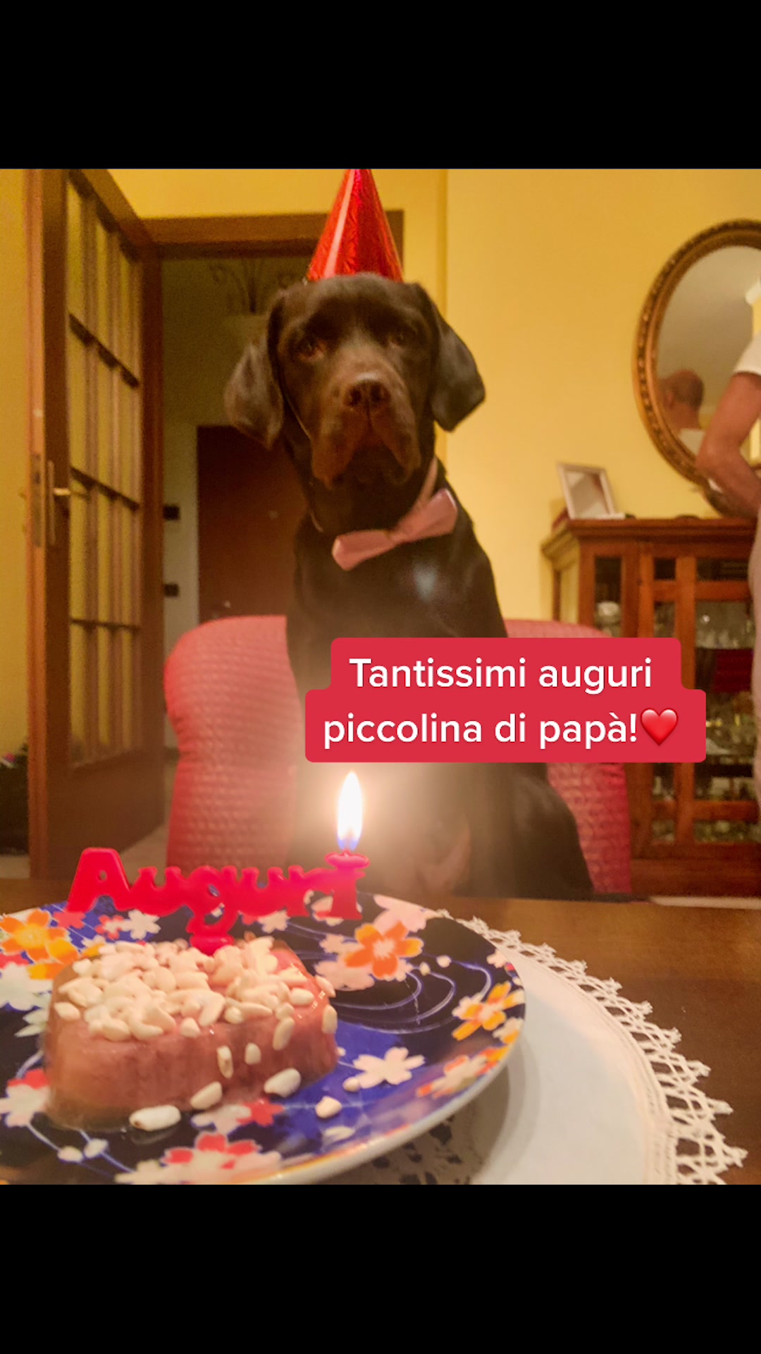 @joy_thechocolatelab