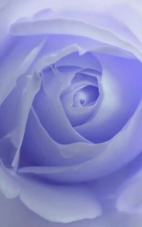 @s u n f l o w e r