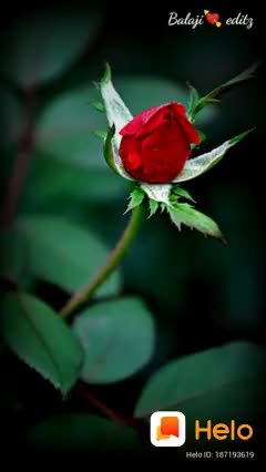 @A. K. P.  vel