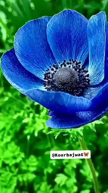 @جوت باجوہ 🥀
