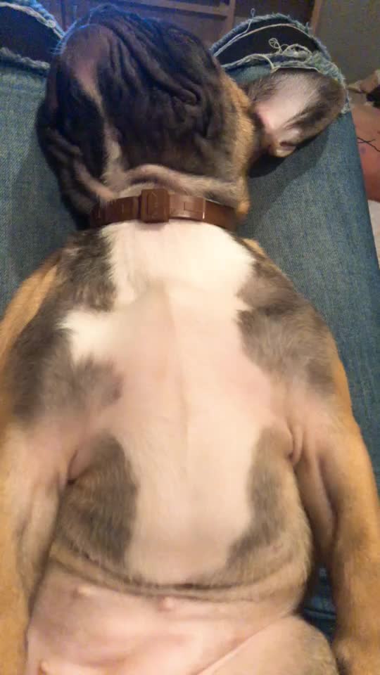 @Frenchbulldog_Zora