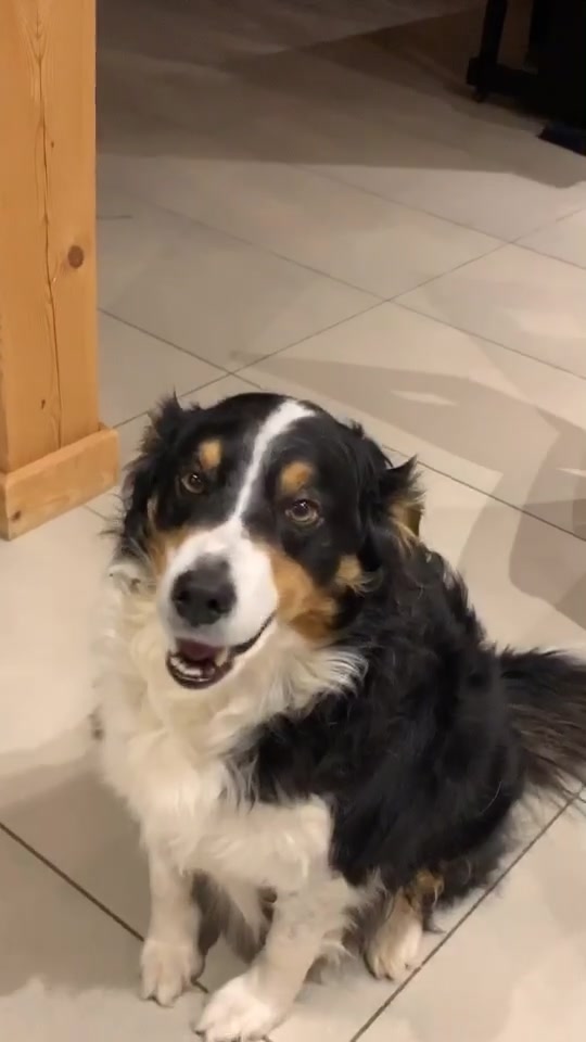 @Chocolats Le Chien