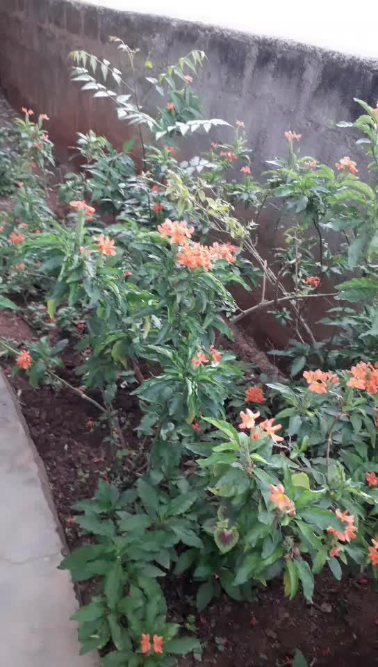 @Bhargavi shyam