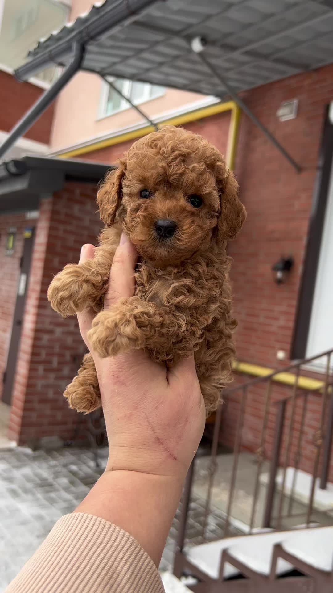 @Puppy’s Maltipoo Kiev