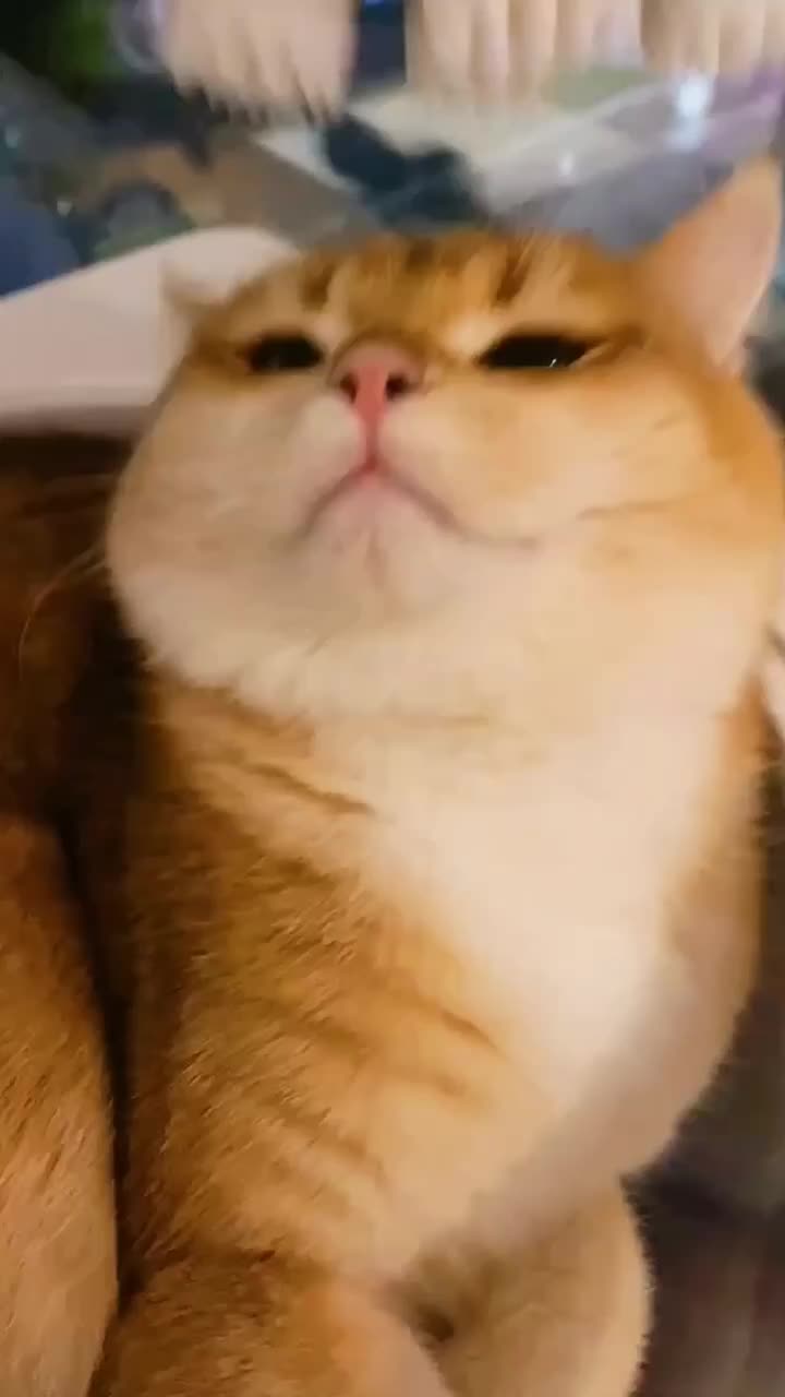 @Key sauce pet sharing
