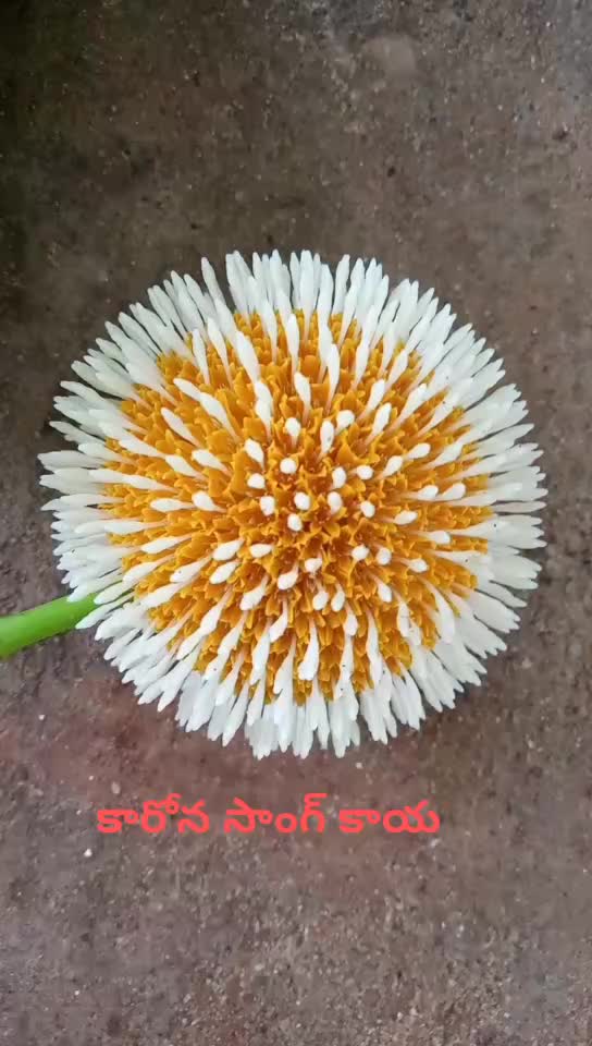 @v ravi kumar.NTR