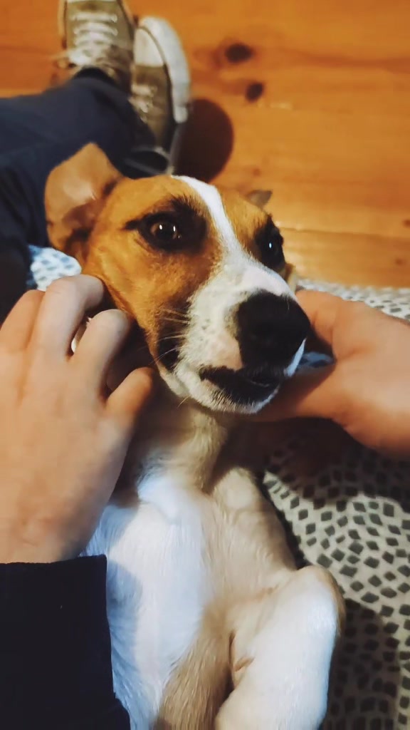 @Opie and Jax 🧡