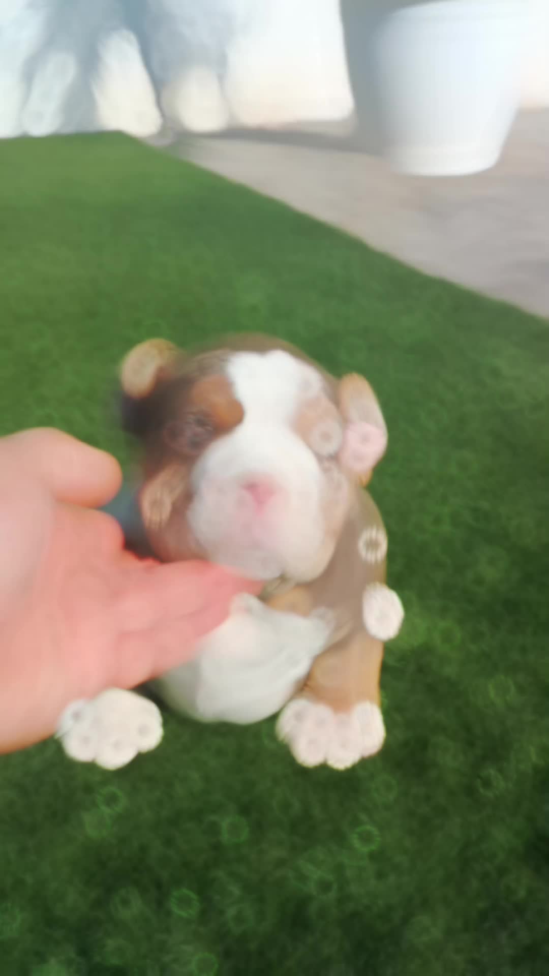 @Mascotas ,cachorritos bonitos