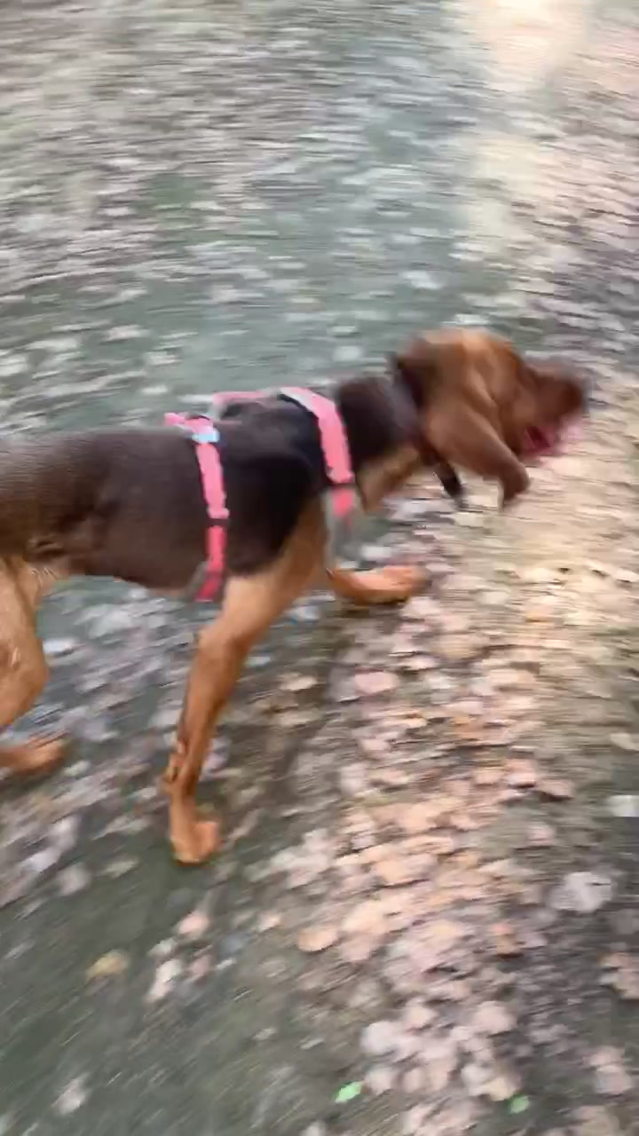 @RiverTheLiverHound