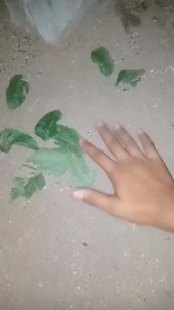 @Bhanusri queen