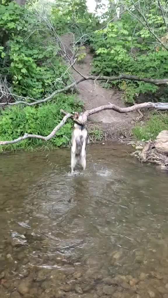 @joeytherescue