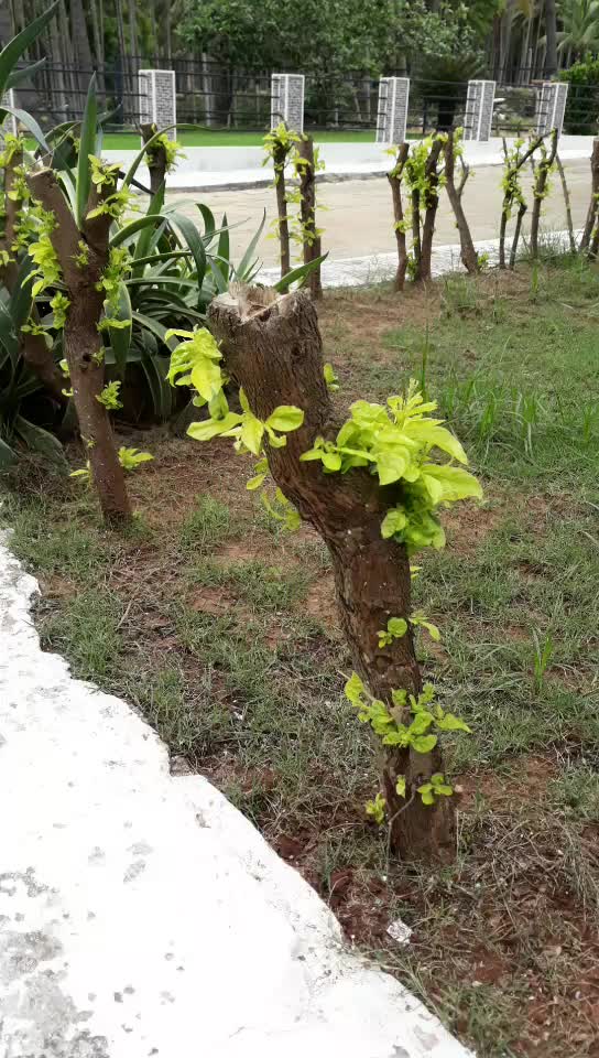@Raju Tiger