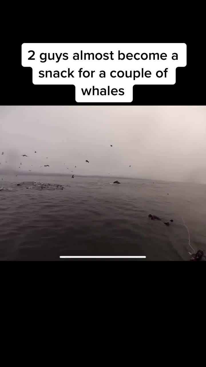 @When_animals_attack
