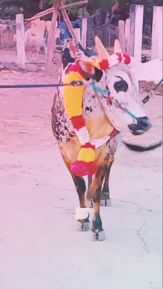 @Raj Rajaji Lmc