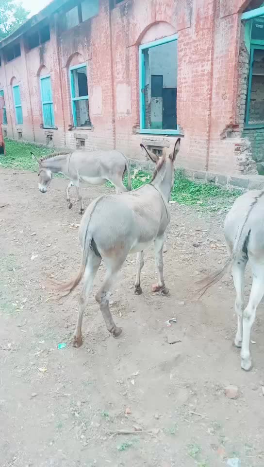 @hemant... Koli.223