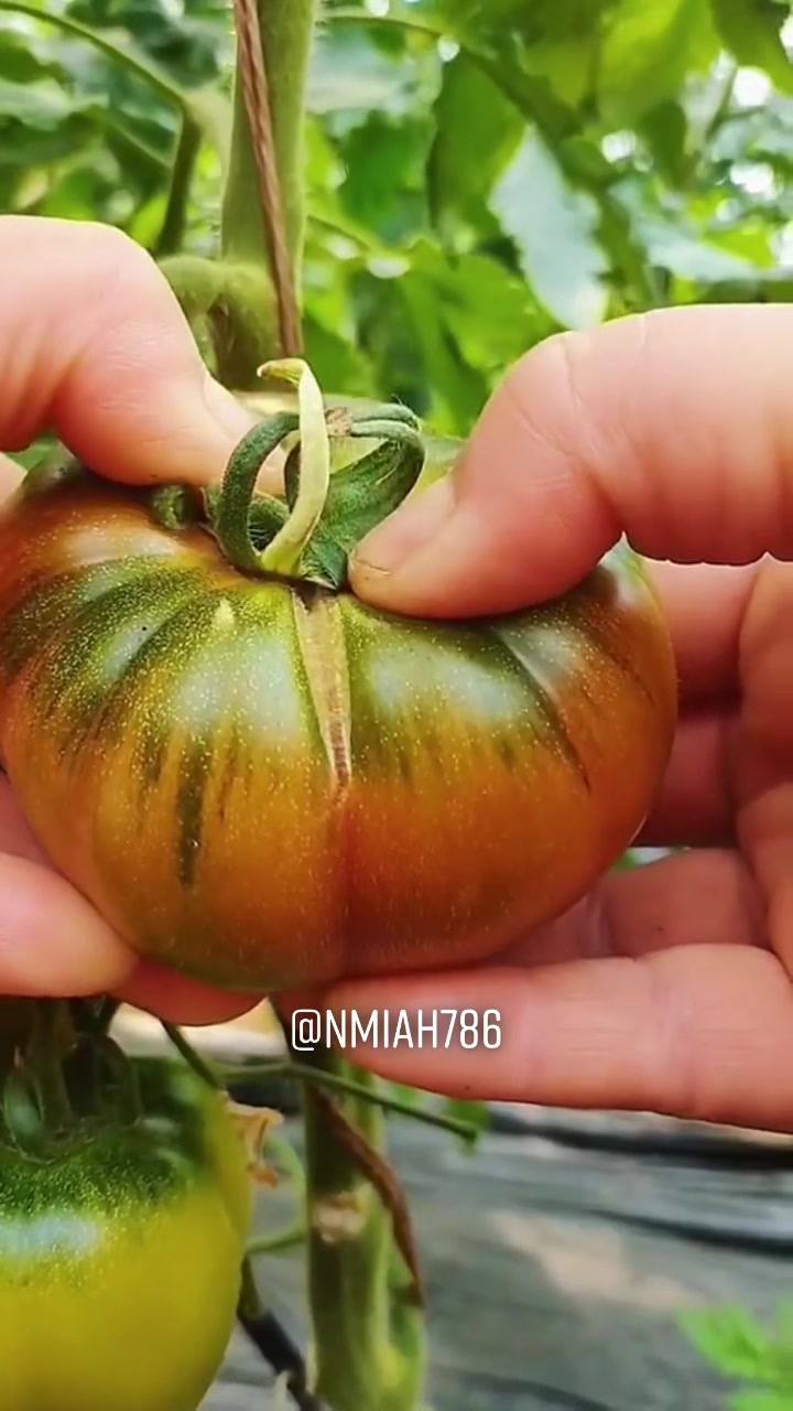 @NMiah786