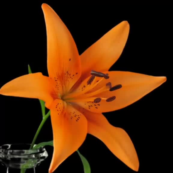 @Natural Flowers