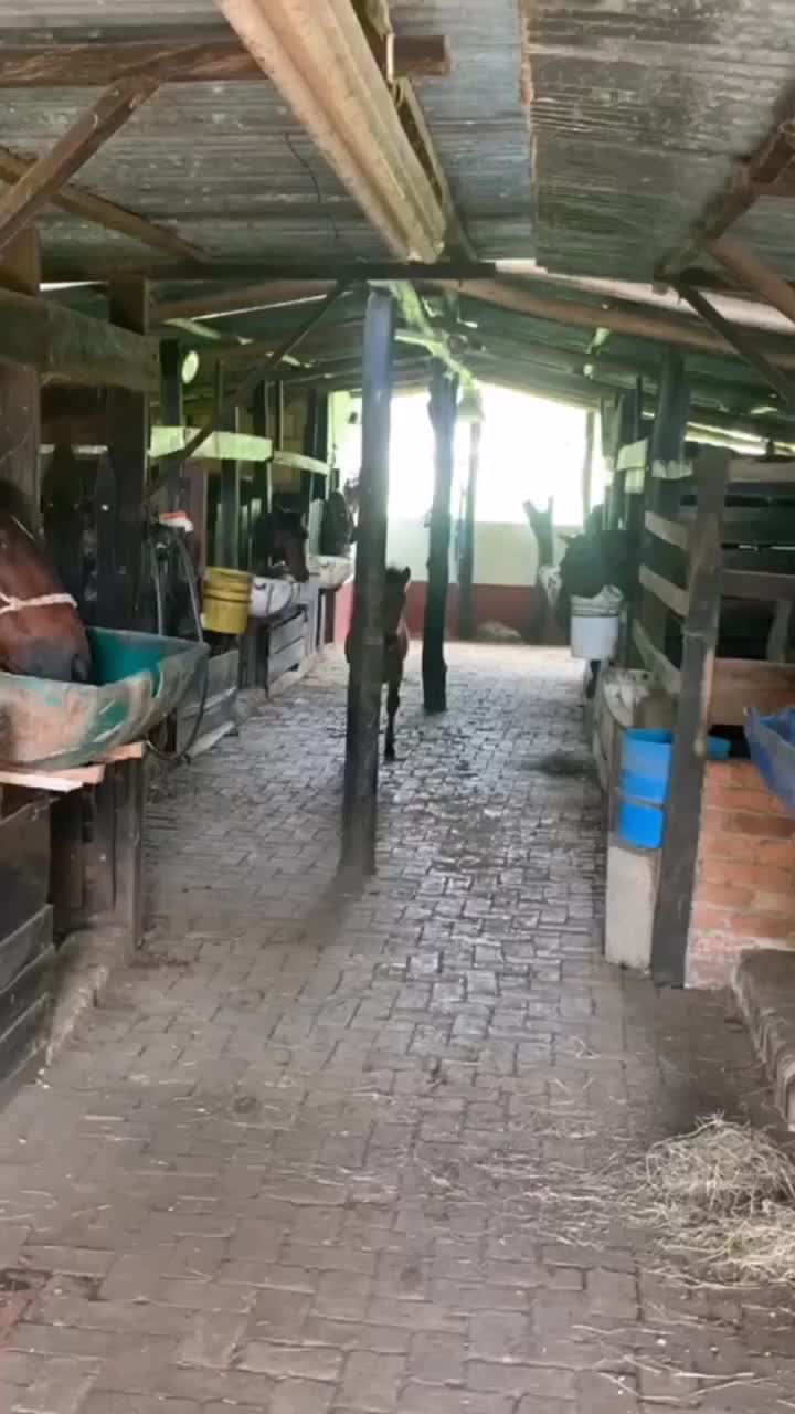 @Caballostrochadores