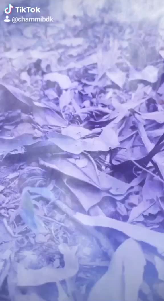 @😍kasrot Penn 😍