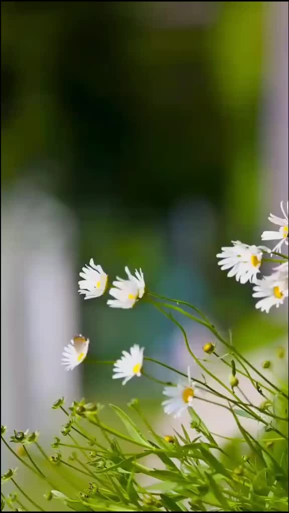 @Dhun_07