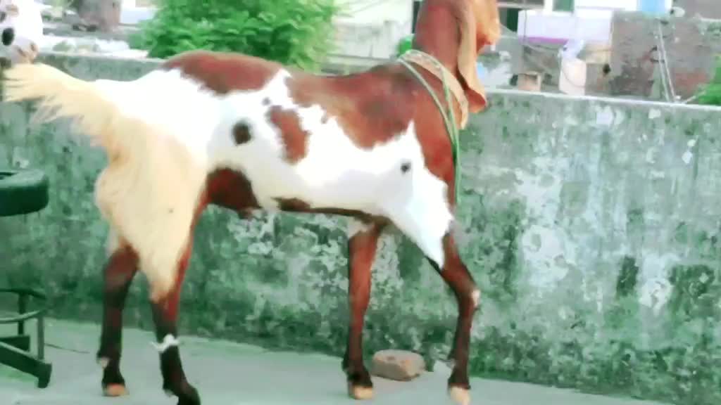 @goatloverroorkee
