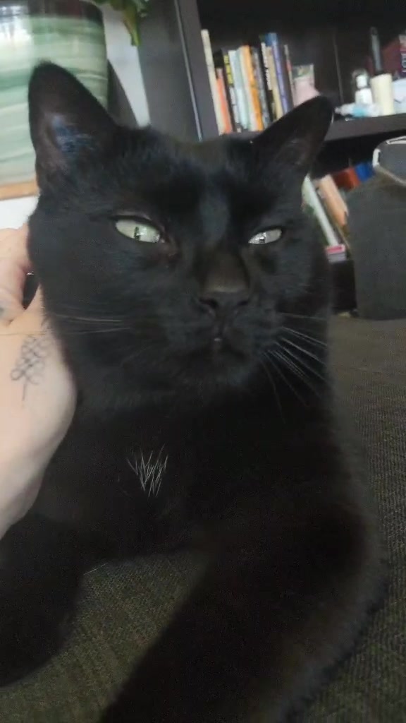 @Greeneyedkitties