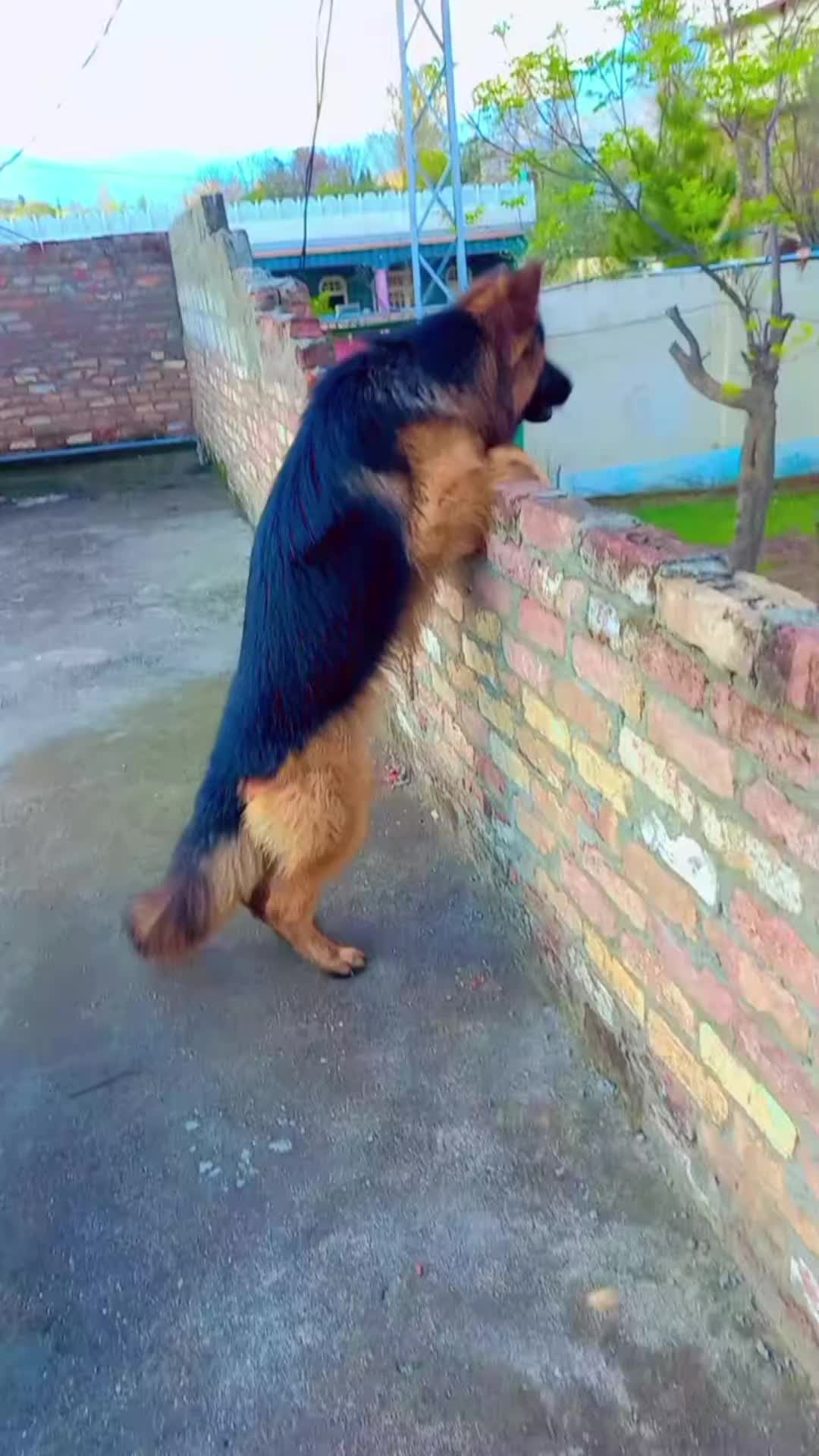 @PETS LOVER 🐕