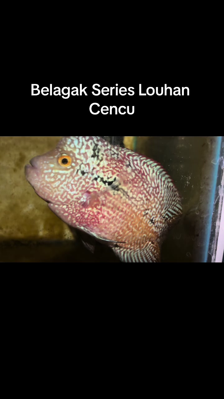 @Cerah Aquatic