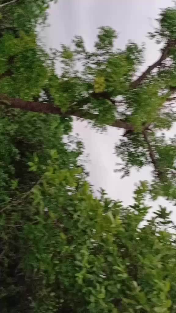 @☺️🍁দোলা🍁☺️