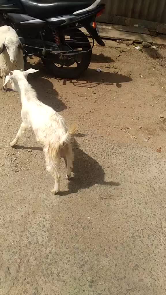 @riyasriyas16438
