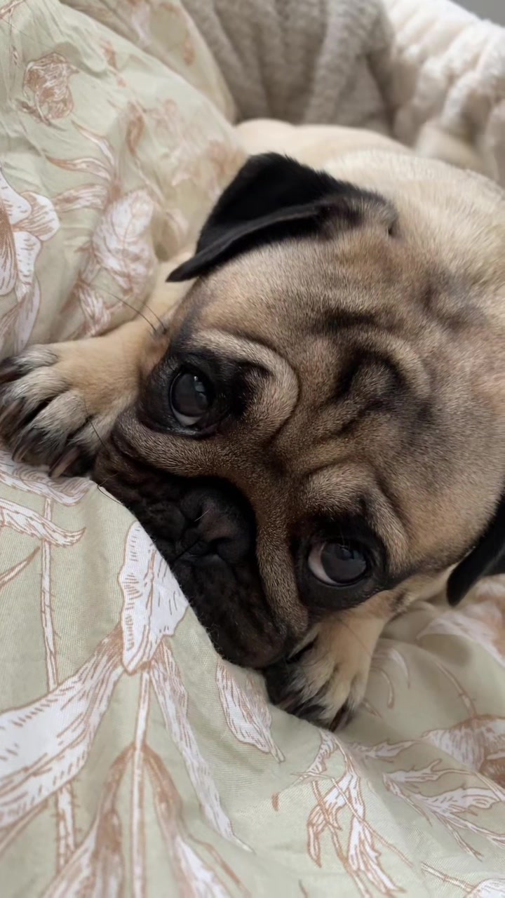 @Moka_lapug
